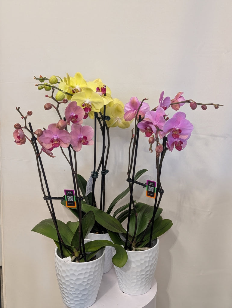 Potted Orchid Plant