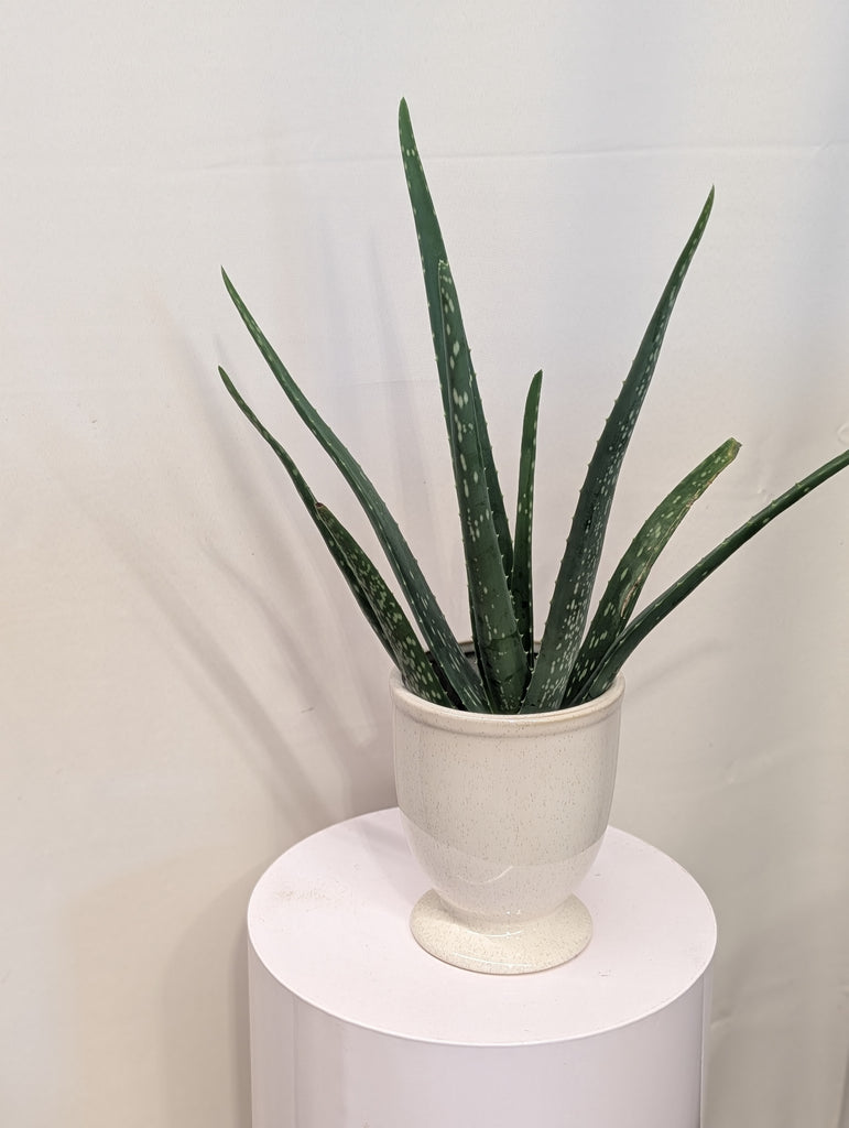 Potted 4