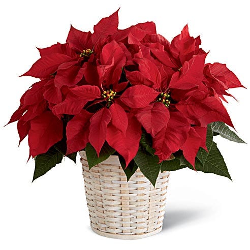 The Red Poinsettia Basket (Large, Medium, Small) - Beaudry Flowers