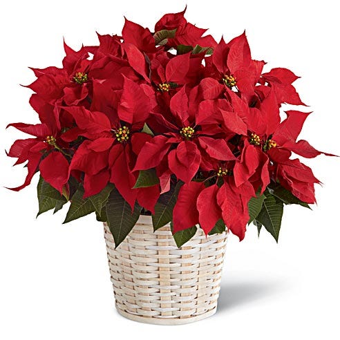 The Red Poinsettia Basket (Large, Medium, Small) - Beaudry Flowers