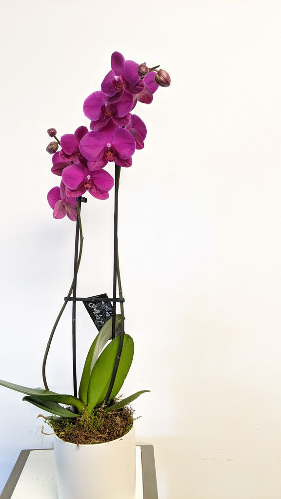 Potted Orchid Plant - Beaudry Flowers