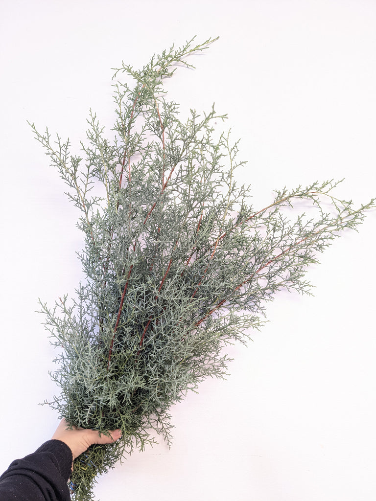 Carolina Sapphire Winter Green Bunch - Beaudry Flowers