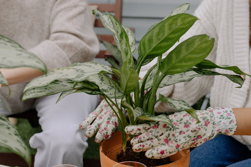Designer's Choice Planter - Beaudry Flowers