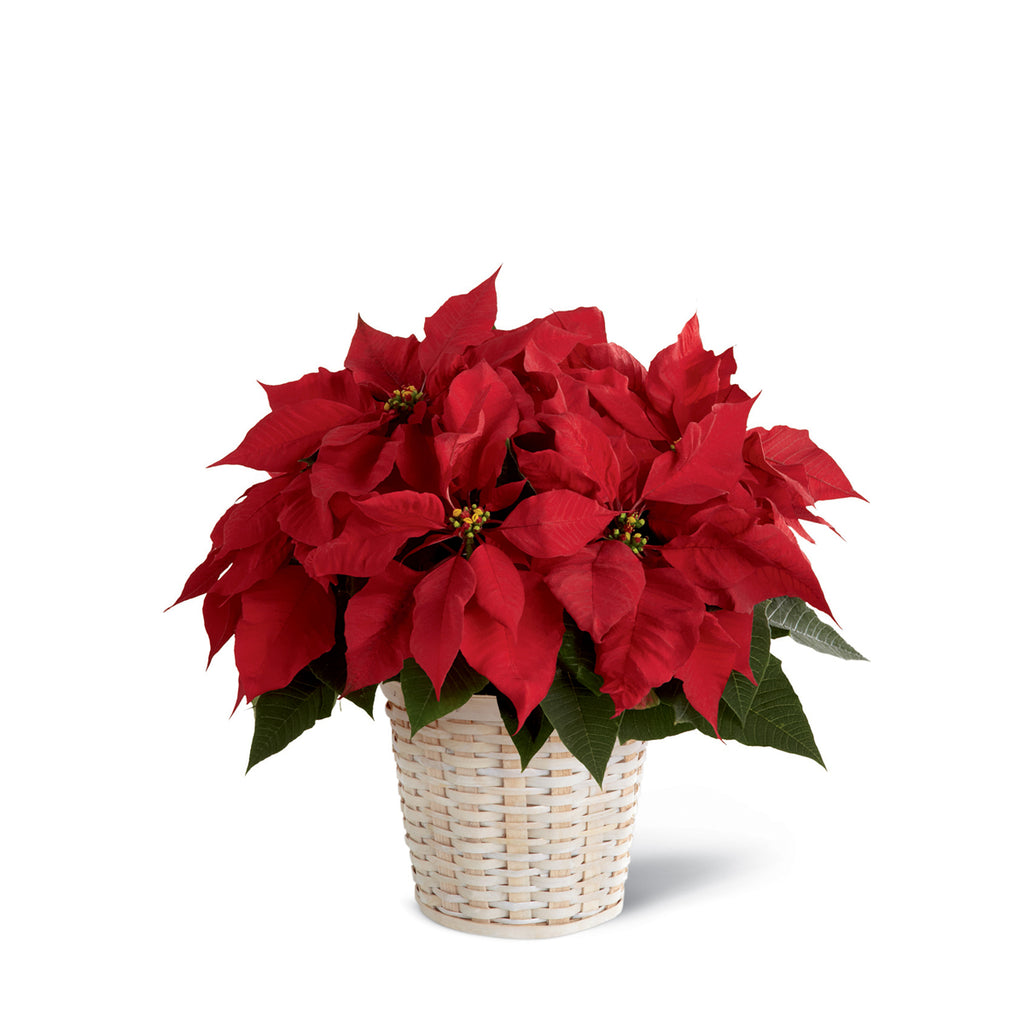 The Red Poinsettia Basket (Large, Medium, Small) - Beaudry Flowers