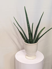 Potted 4" Aloe Vera