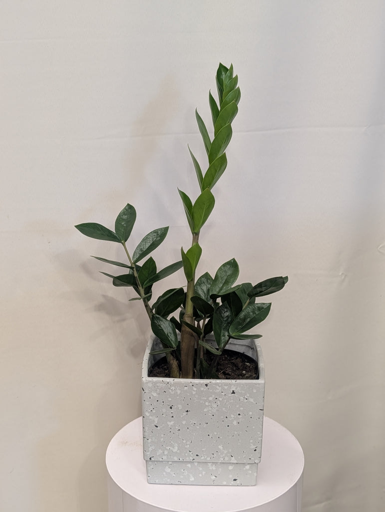 6" ZZ Plant