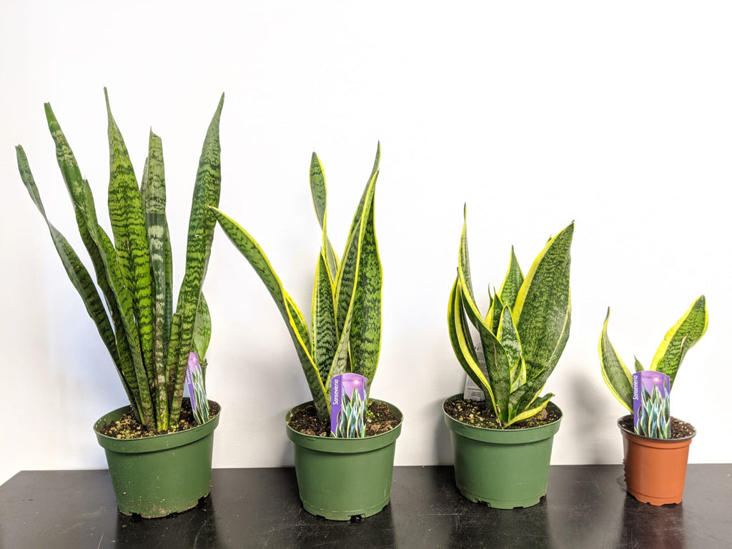 Sansevieria (Snake Plant) - Beaudry Flowers