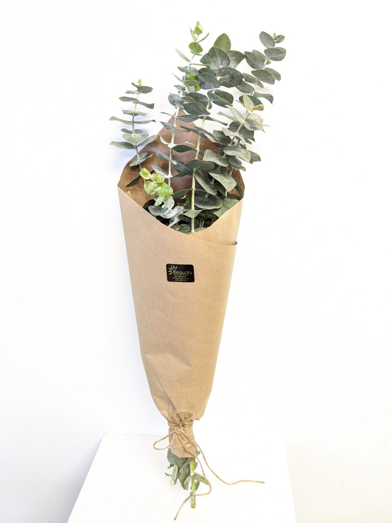 Baby Eucalyptus Bundle - Beaudry Flowers