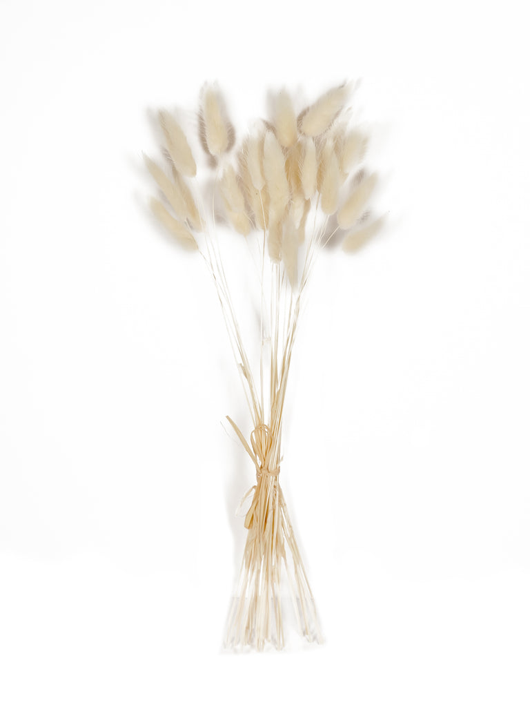 White Lagarus Bunny Tail Bundle - Beaudry Flowers