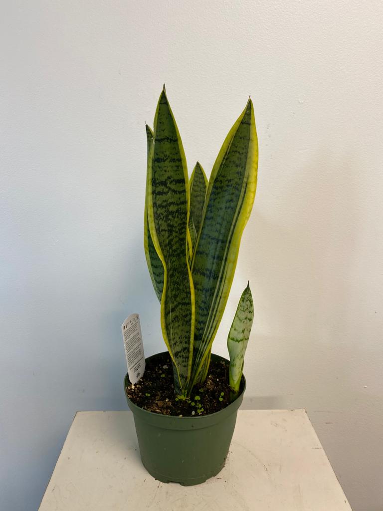 Sansevieria (Snake Plant) - Beaudry Flowers