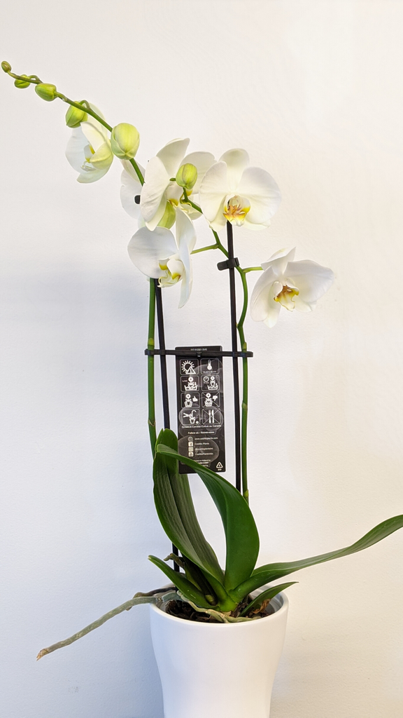 Potted Orchid Plant - Beaudry Flowers