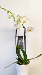 Potted Orchid Plant - Beaudry Flowers