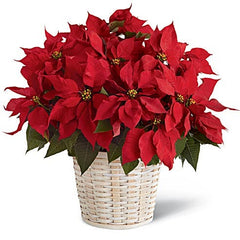 The Red Poinsettia Basket (Large, Medium, Small) - Beaudry Flowers