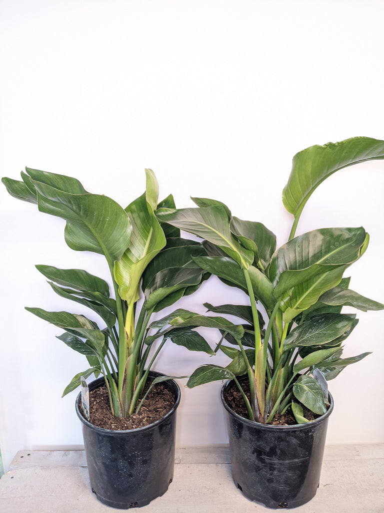 10” White Bird of Paradise - Beaudry Flowers