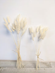 White Lagarus Bunny Tail Bundle - Beaudry Flowers
