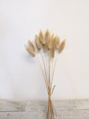 Natural Lagarus Bunny Tail Bundle - Beaudry Flowers