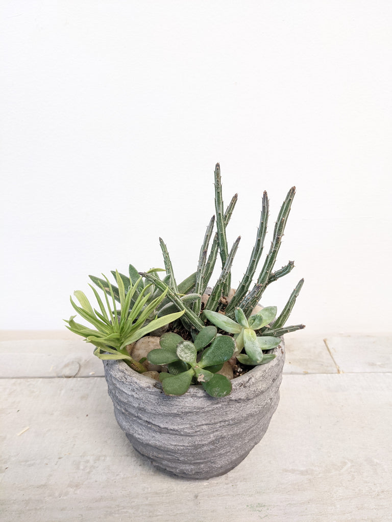 Cement Succulent Planter - Beaudry Flowers