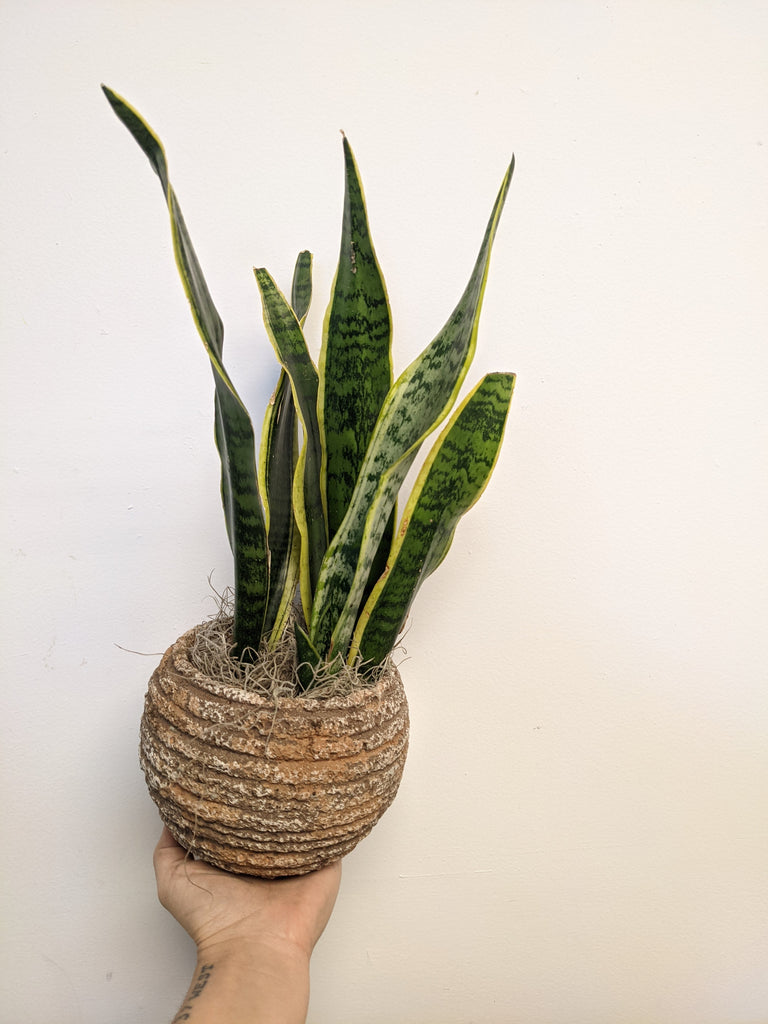5" Desert Sansevieria (Snake Plant) - Beaudry Flowers