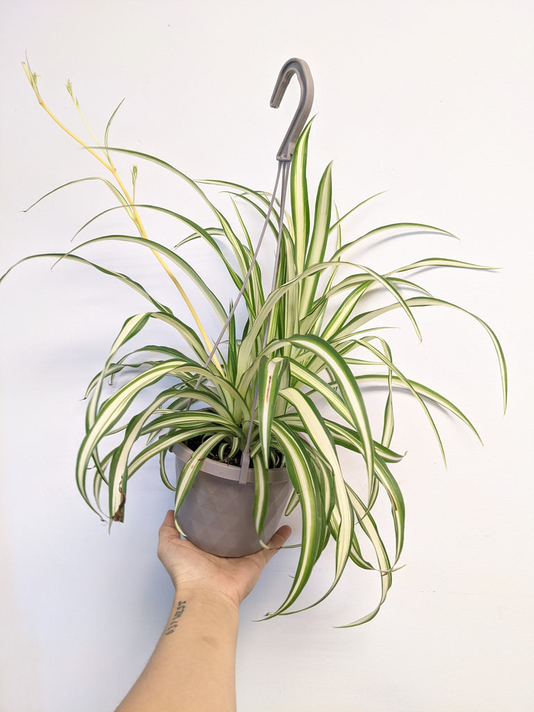 6" Hanging Spider Plant - Beaudry Flowers