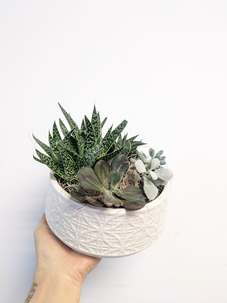 Simple Pattern Succulent Bowl - Beaudry Flowers