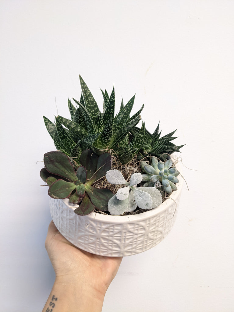 Simple Pattern Succulent Bowl - Beaudry Flowers