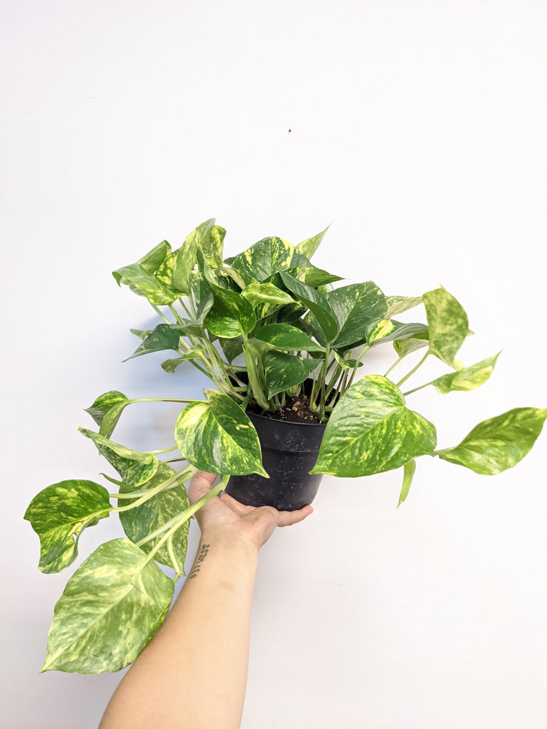 6" Golden Pothos - Beaudry Flowers
