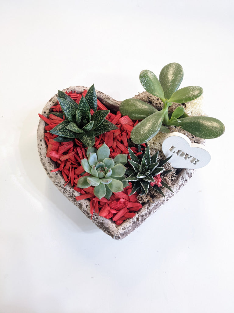 Valentine's Heart Succulent Planter - Beaudry Flowers