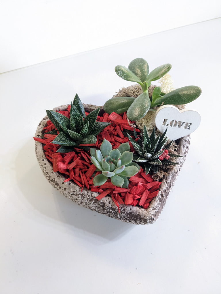 Valentine's Heart Succulent Planter - Beaudry Flowers