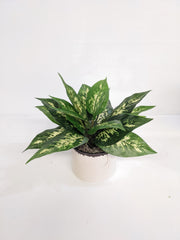 Artificial/Silk Dieffenbachia 'Dumb Cane'