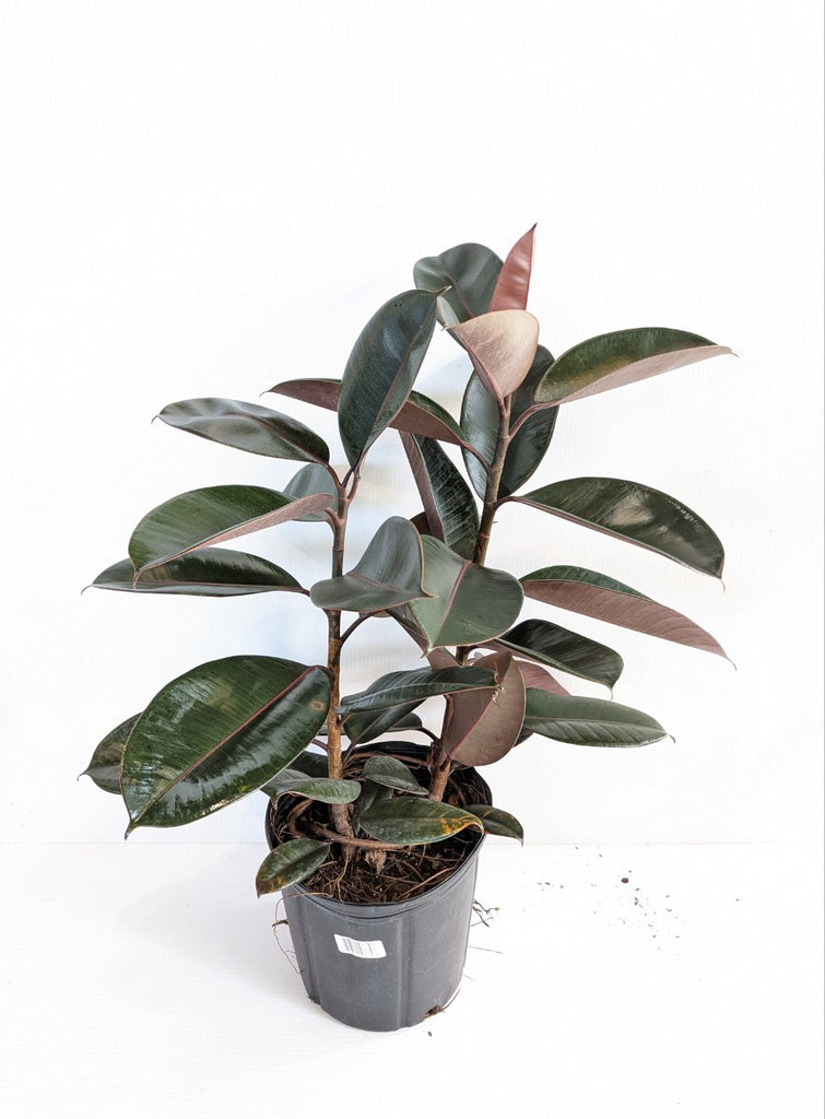 10" Ficus Burgundy (Rubber Plant) - Beaudry Flowers