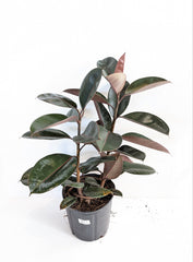 10" Ficus Burgundy (Rubber Plant) - Beaudry Flowers