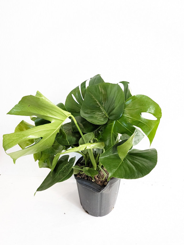 10" Monstera Deliciosa - Beaudry Flowers