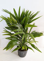 10" Chinese Fan Palm - Beaudry Flowers