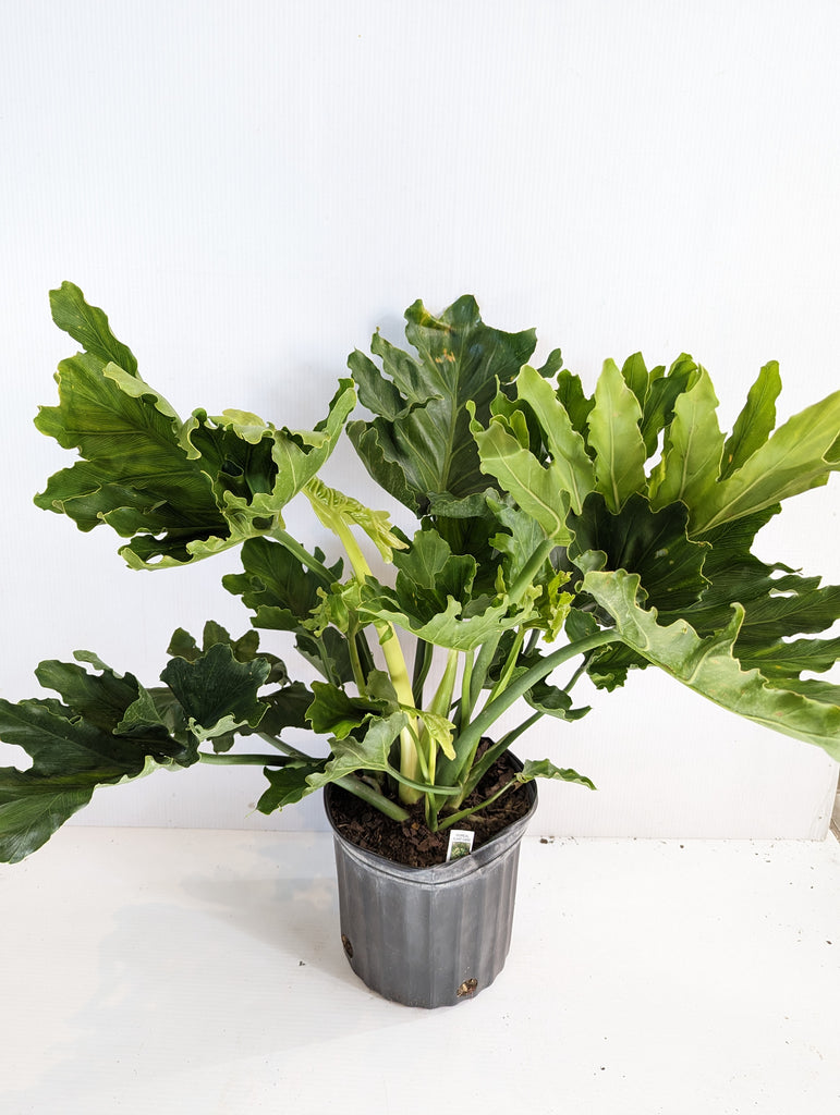 10" Philodendron Selloum - Beaudry Flowers