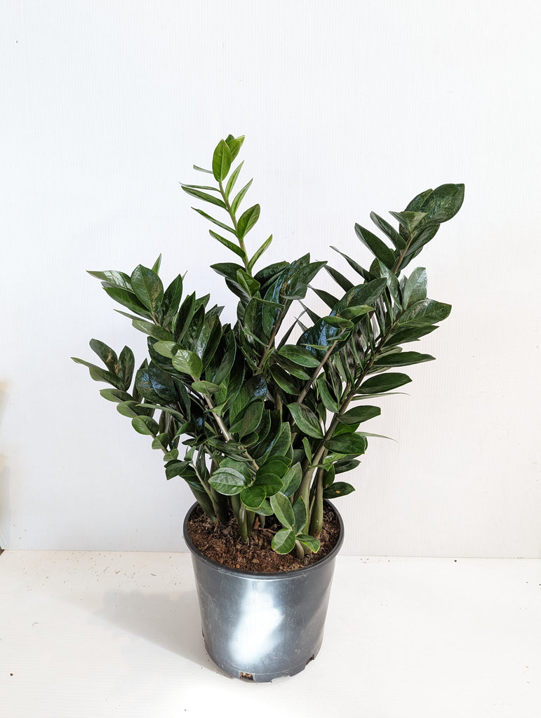 10" ZZ Plant - Beaudry Flowers