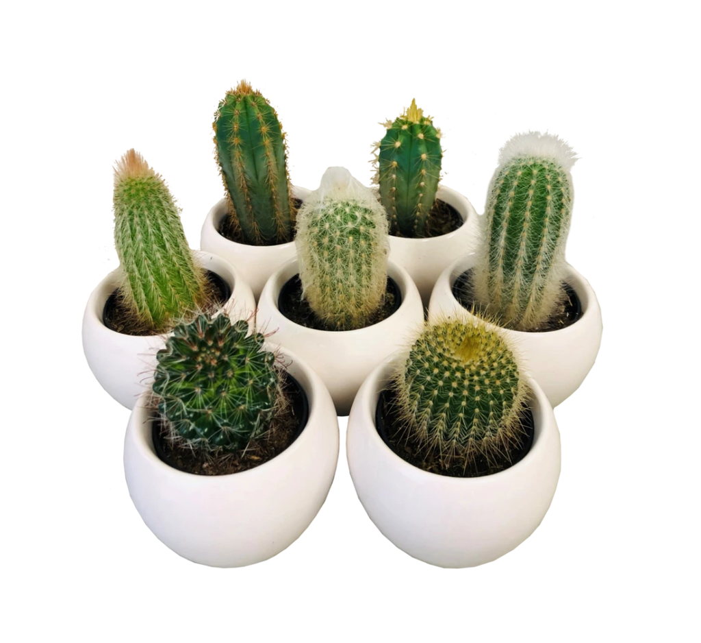 2.5" Mini Cactus - Beaudry Flowers