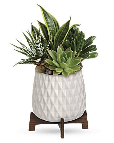 Teleflora's Modern Mood Succulent Garden - Beaudry Flowers