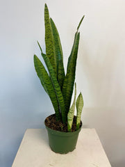 Sansevieria (Snake Plant) - Beaudry Flowers