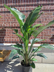 14” White Bird of Paradise - Beaudry Flowers