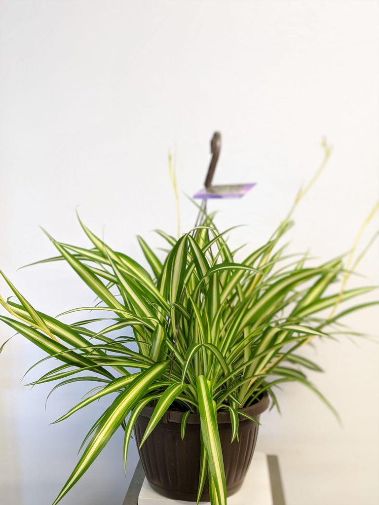10" Spider Plant - Beaudry Flowers