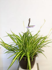 10" Spider Plant - Beaudry Flowers