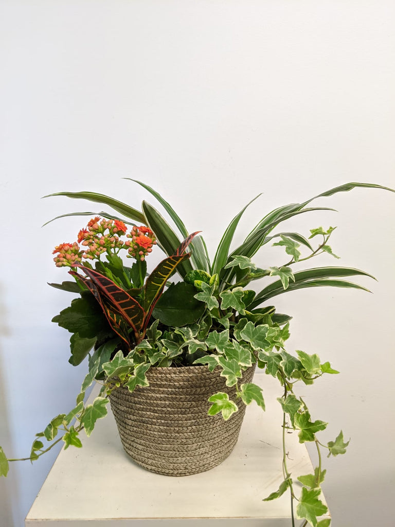 Tropicals Planter - Beaudry Flowers